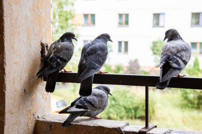 Contact About Pigeon Removal