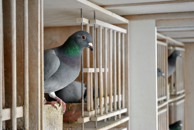 Pigeon Removal detail