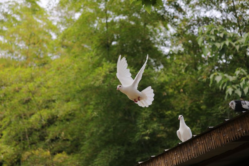 Pigeon Removal detail