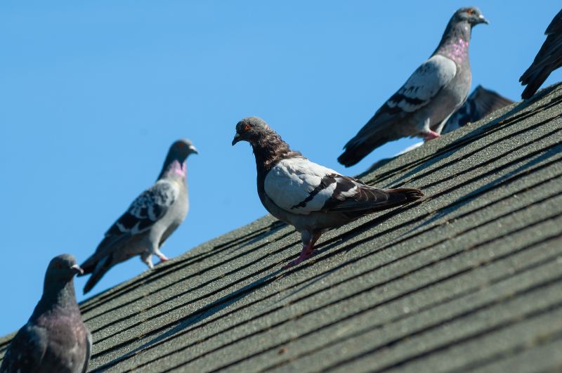 Pigeon Removal detail
