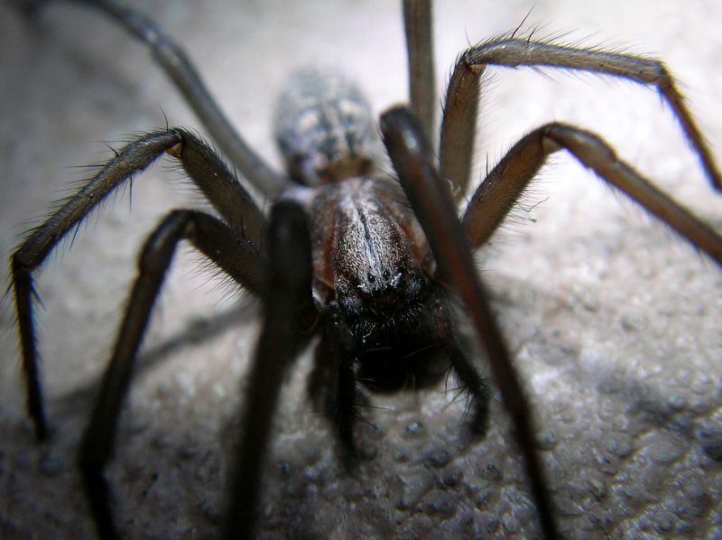 Trapdoor Spider Removal in Rockwall, TX